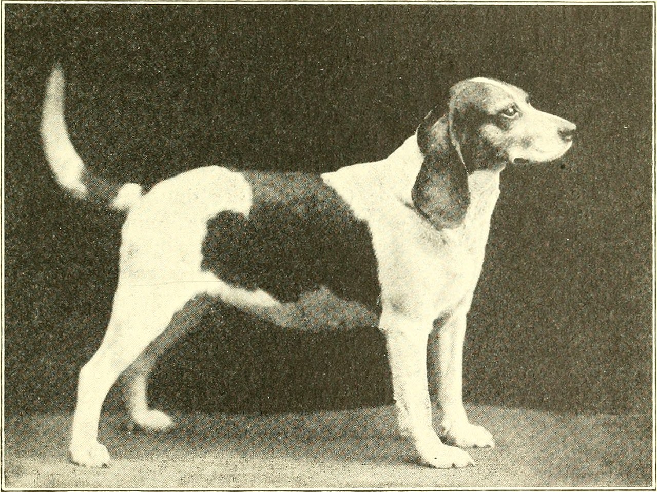 Beagle sunbathing