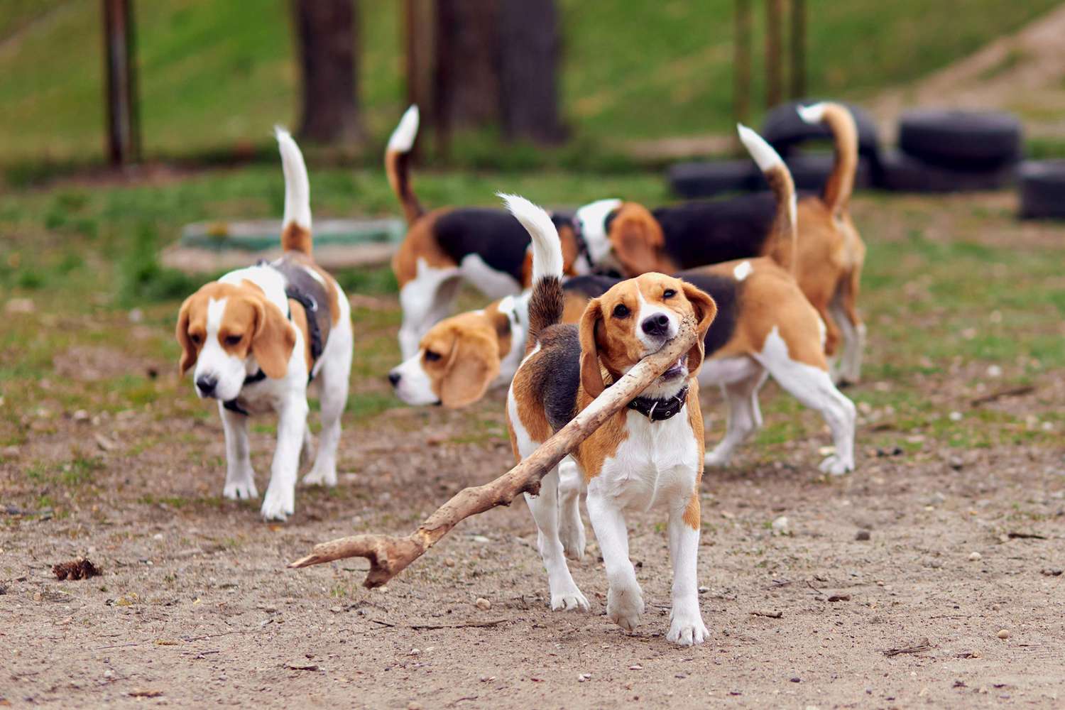 Beagle dogs on the run