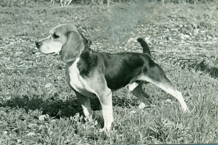 History of beagles