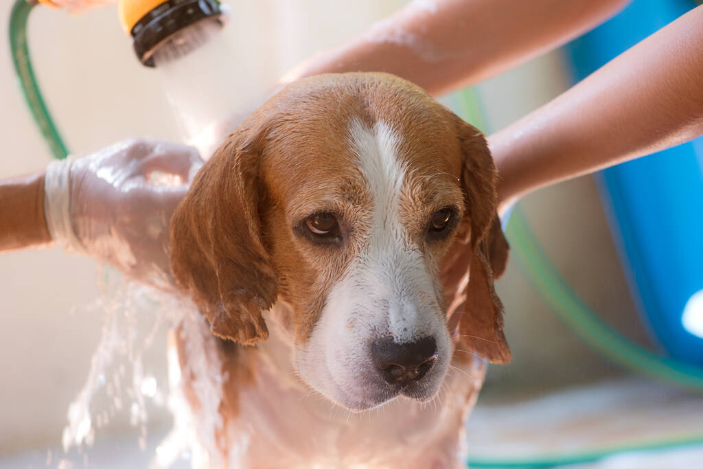 Brushing a beagle's coat