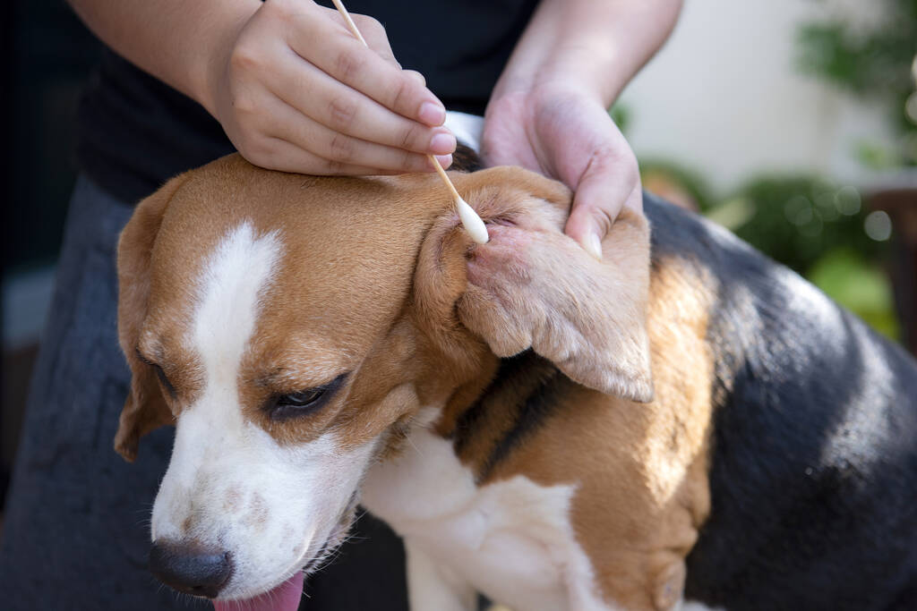 Cleaning beagle ears