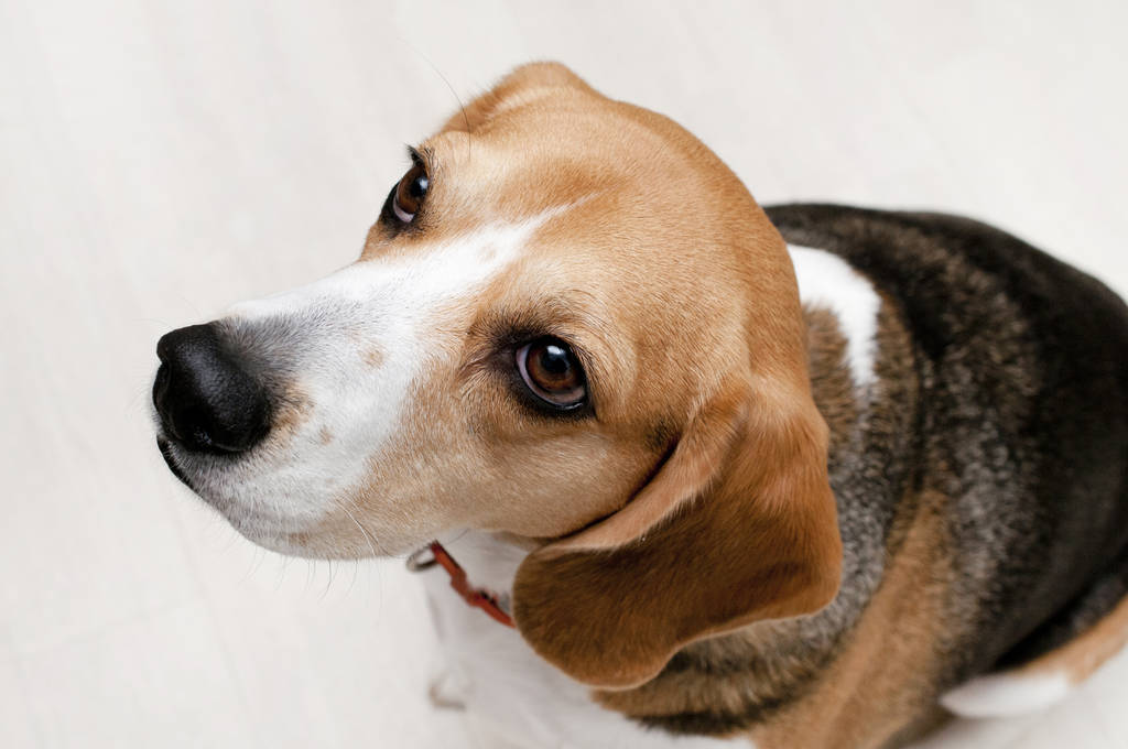 Checking beagle's eyes