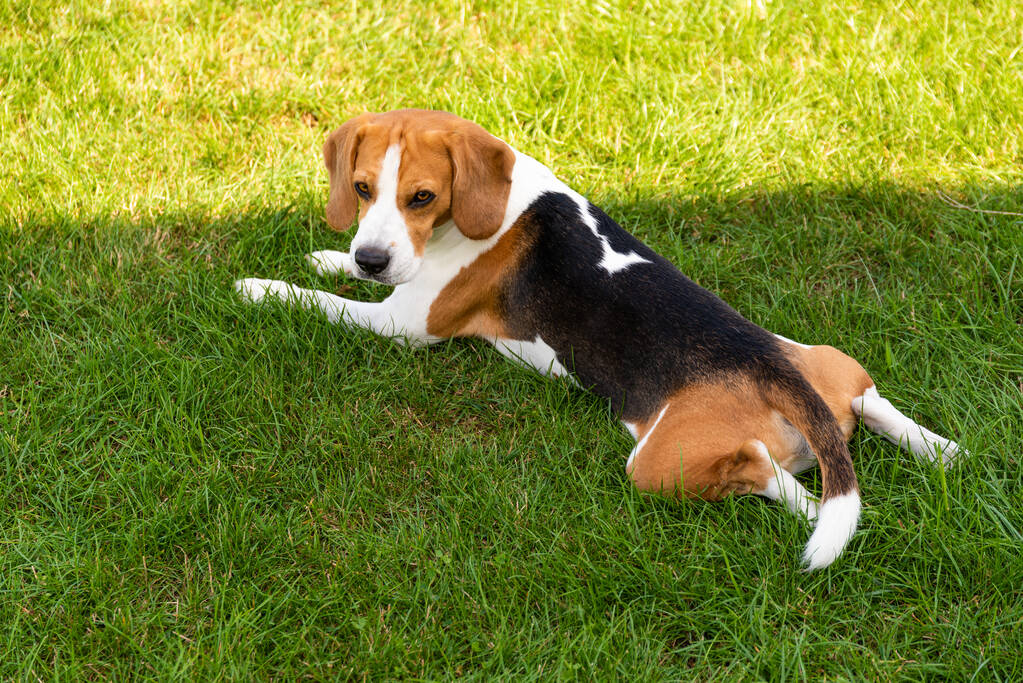 Beagle sunbathing