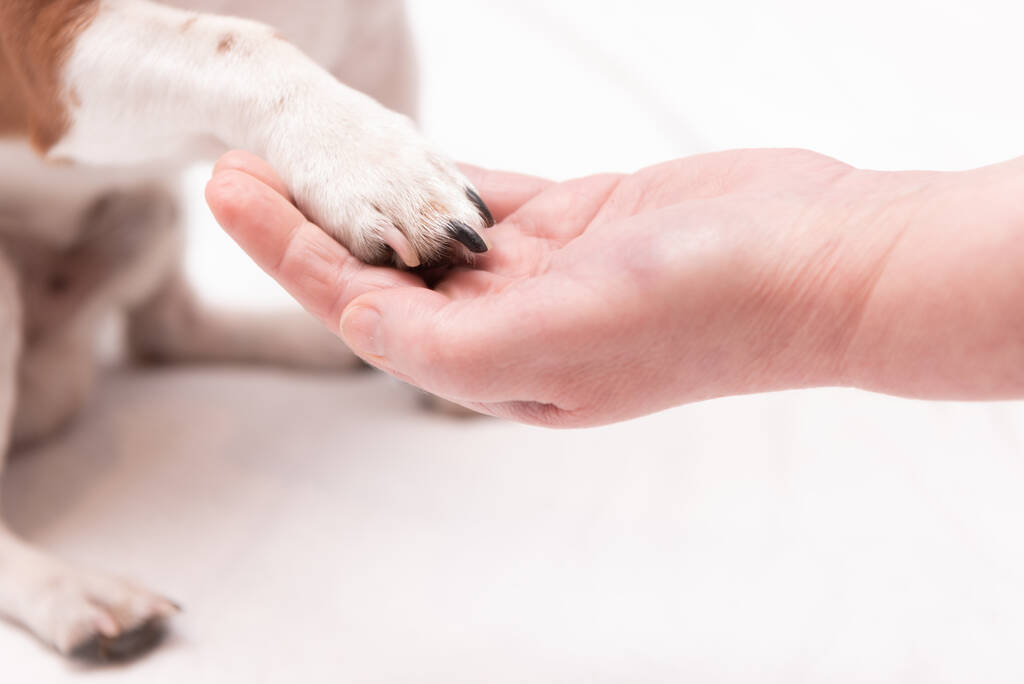 Inspecting beagle paws