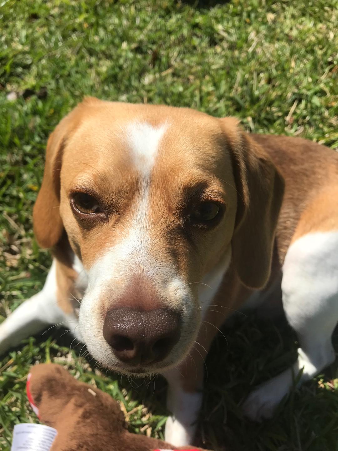 Happy beagle in the sunshine