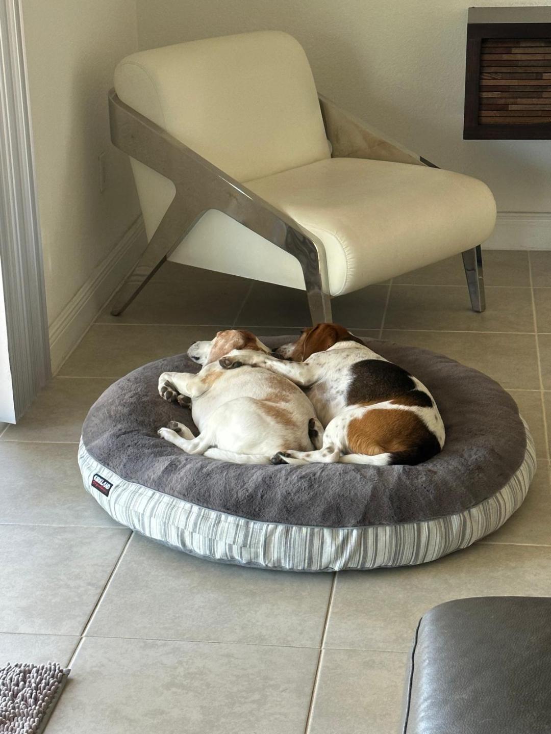 Beaglism