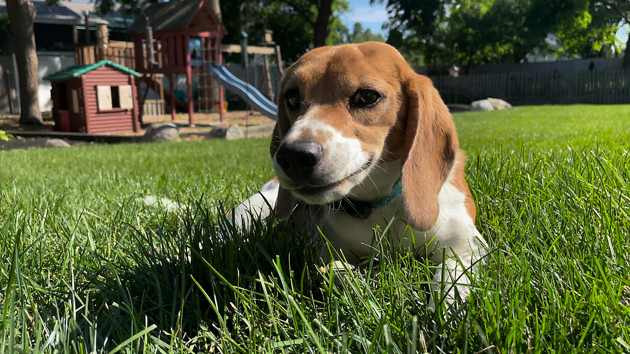 Beagle smilling