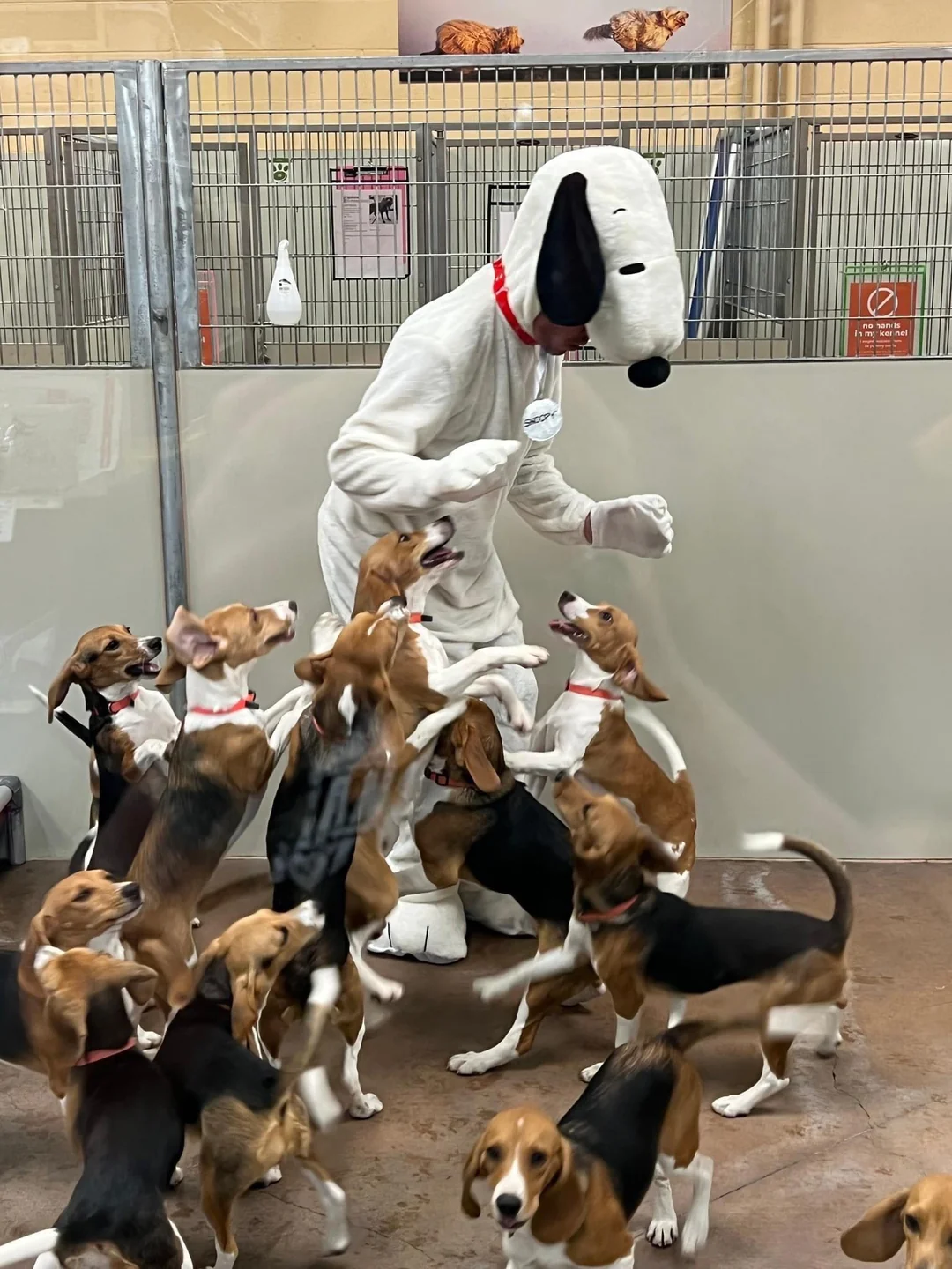Beagle dog