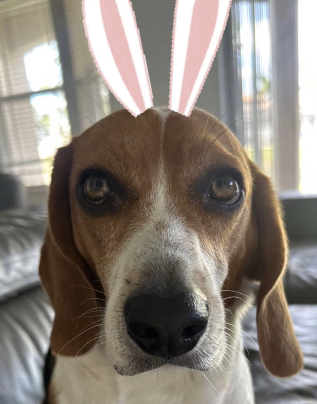 Beaglism