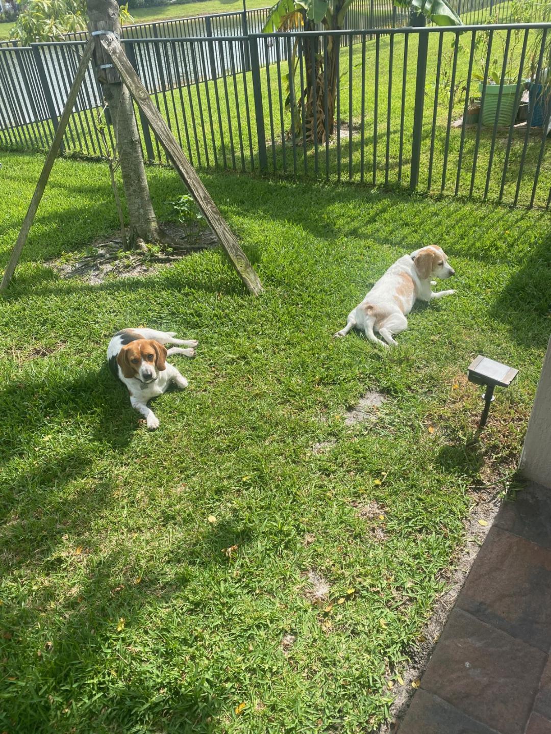 Beaglism