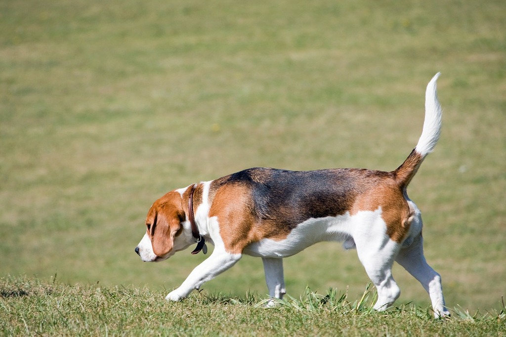 Beagle dog tracking