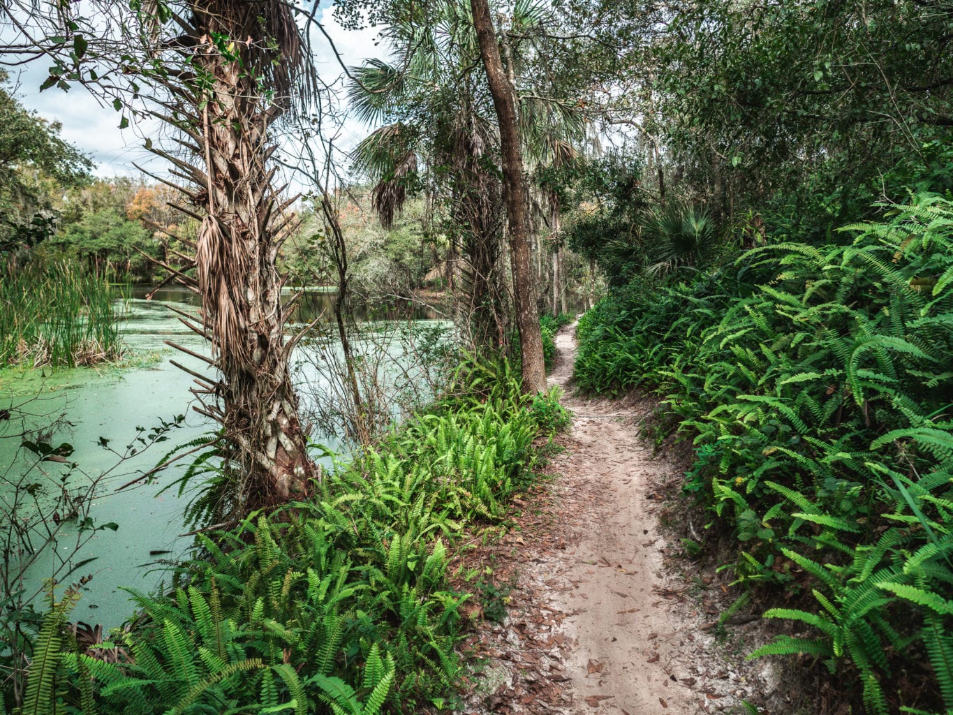 Alafia river state park dog walking