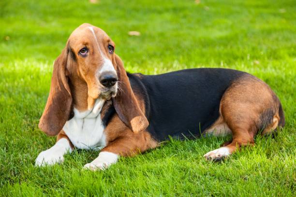 Basse hound