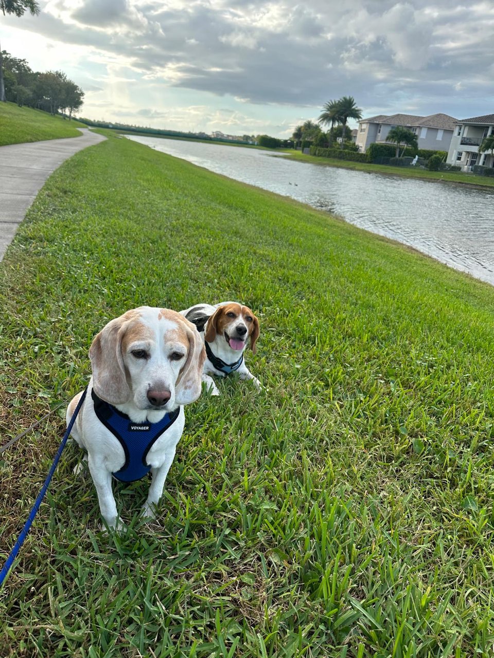 2 beagle brothers relax outside