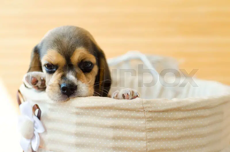 Three puppies in a basket