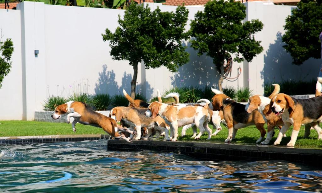 Beagle swimming