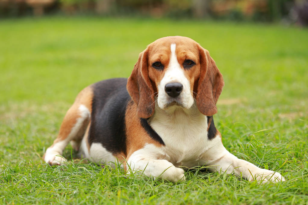 Beagle enjoying grooming rewards