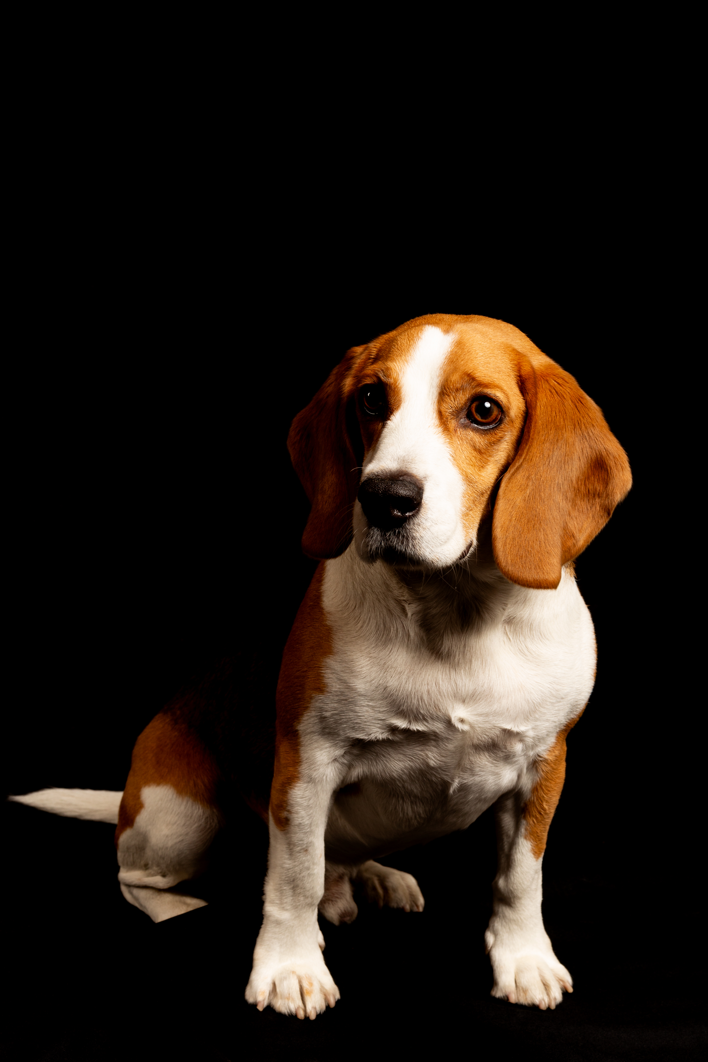 Beagle as part of the family