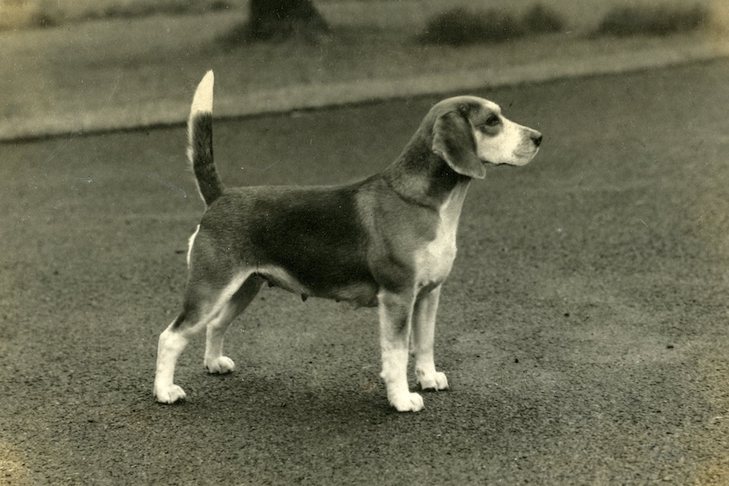 Old school Beagle