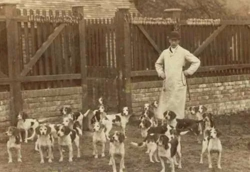 History of beagles