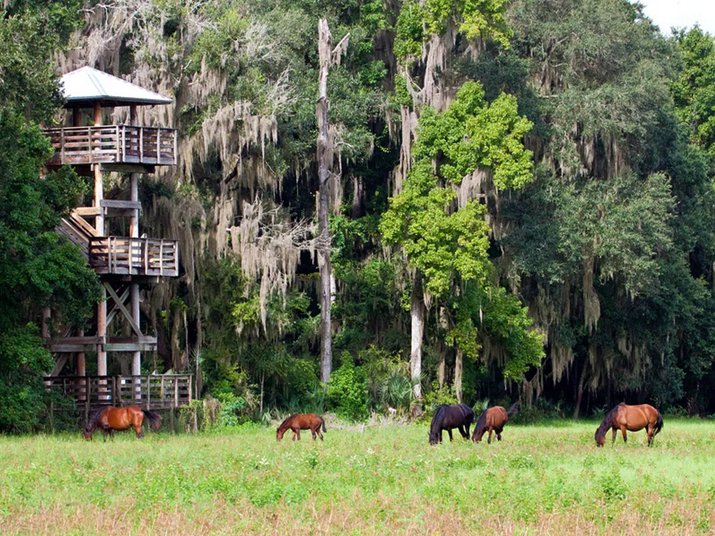 Paynes prairies perservestate park