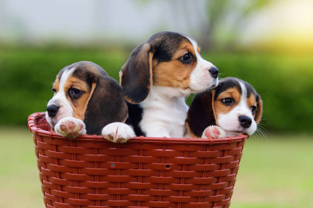 Perfect Beagle.