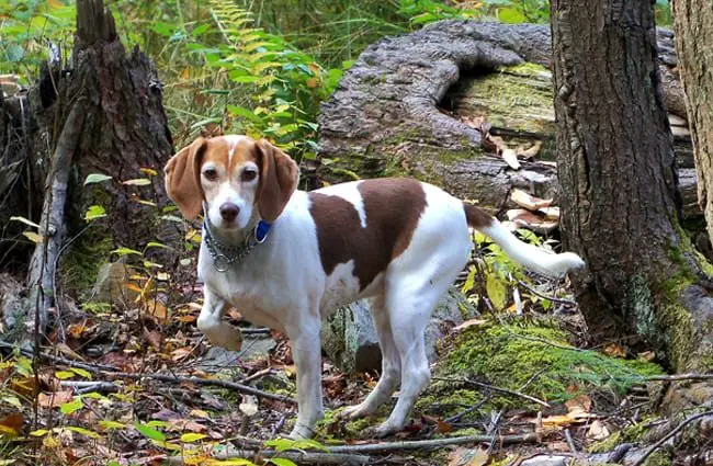 We advocate for using Beagles what they were made for. The beagle will absolutely love it!